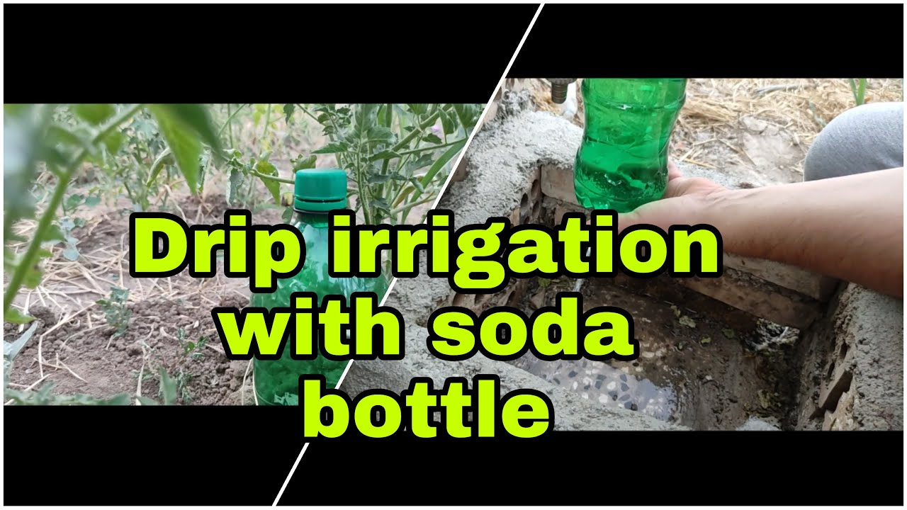 How to drip irrigation with soda bottles /How to drip irrigation in the garden