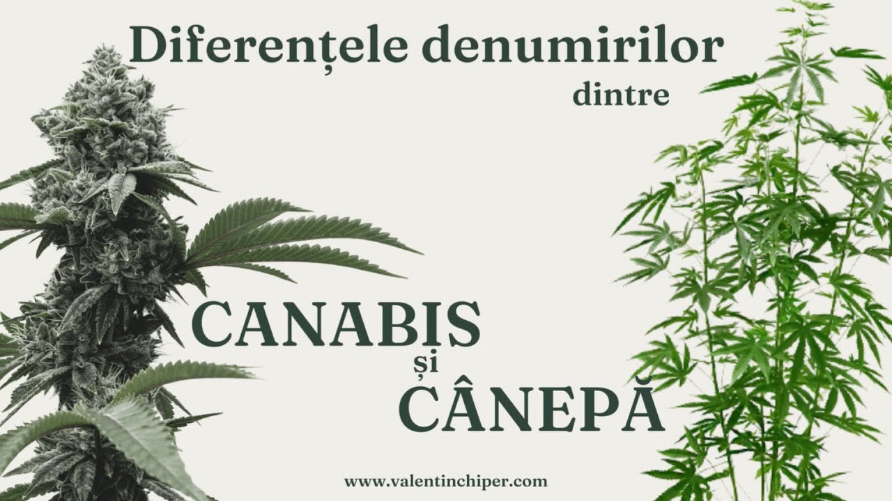 Diferențele denumirilor dintre canabis și c&acirc;nepă