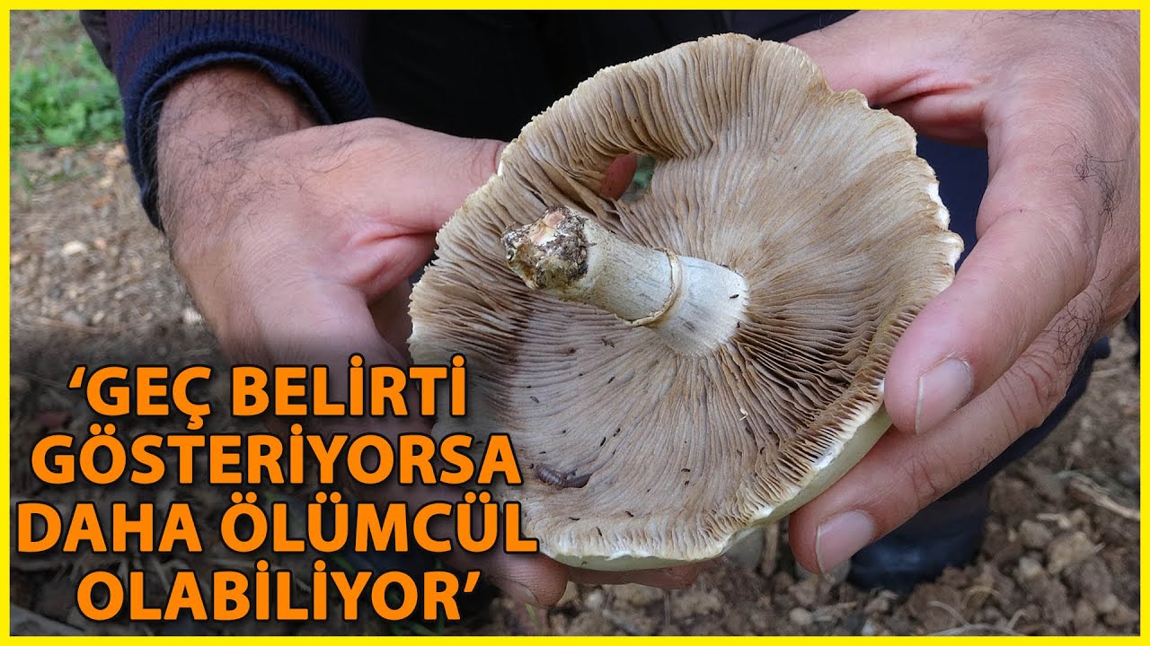 Prof. Dr. Sesli: Mantarları Tanıma Kültürü Azaldı, Toplarken Dikkatli Olunmalı