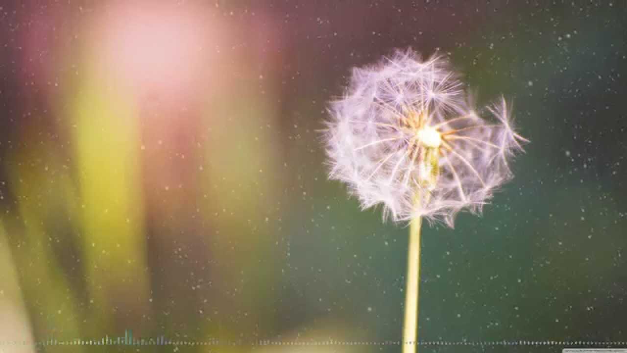 Lemon Tree - Richard Clayderman