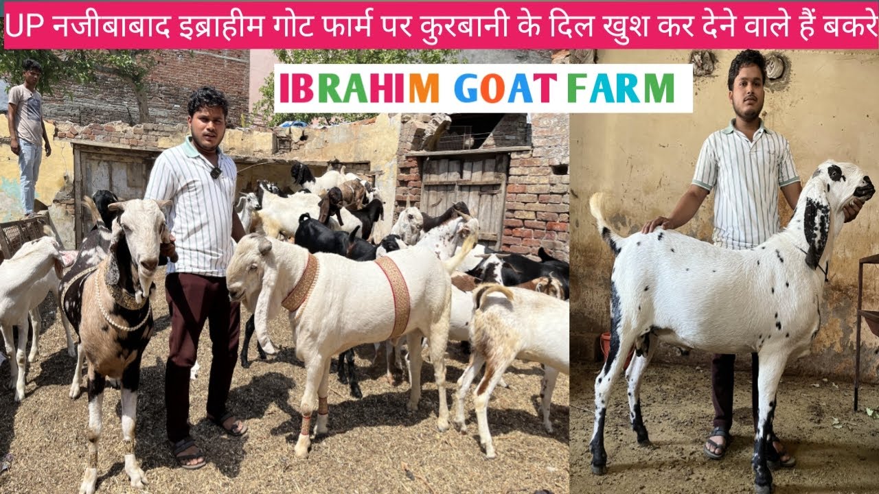इब्राहिम गोट फार्म नजीबाबाद || अजीम भाई के बकरे ||  UP नजीबाबाद इब्राहीम गोट फार्म वालों के बकरे
