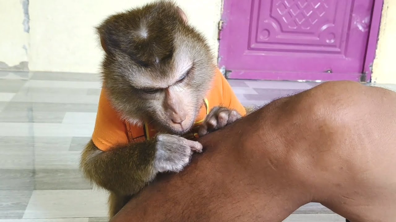 Dr Bela Has An Incredible Grooming ASMR! Absolutely Gorgeous And Talented