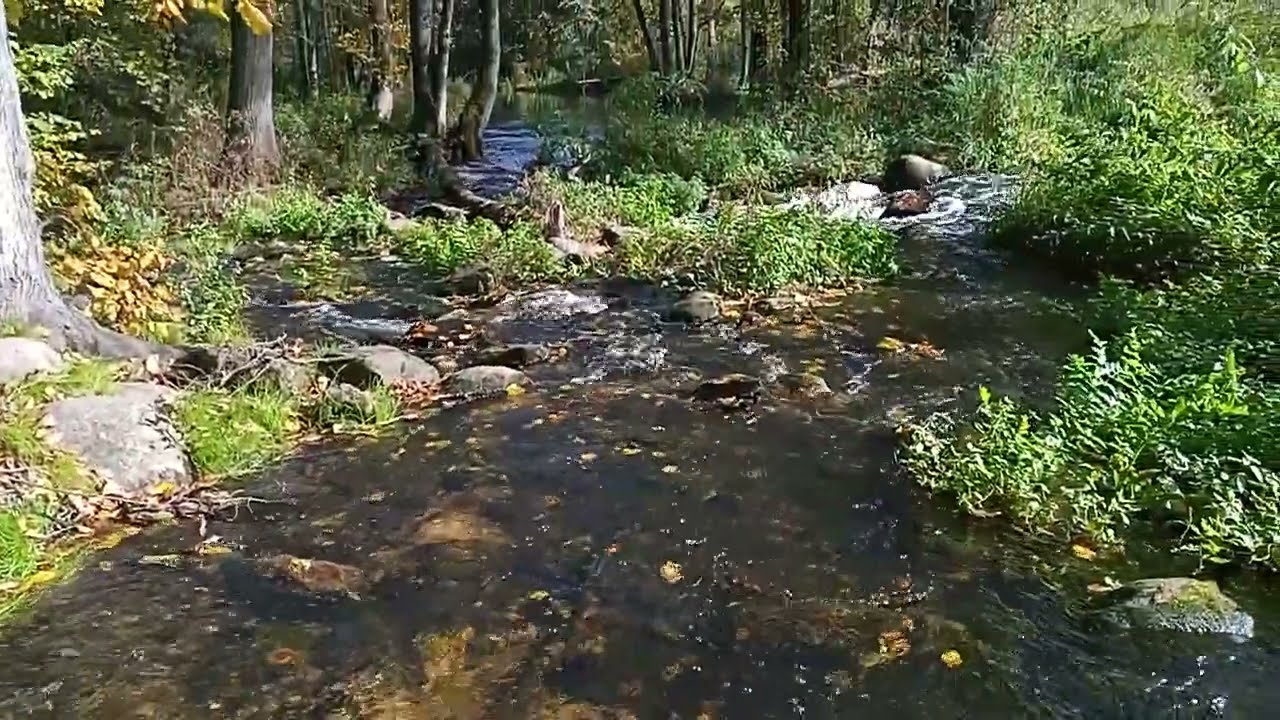 Złota rzeka. Jesień nad Grabią.