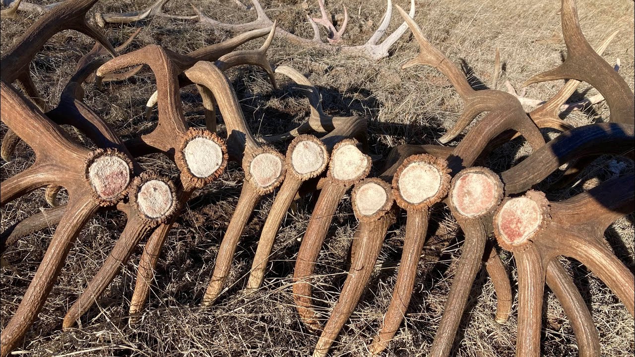 SHED ANTLER HUNT New Mexico 2023 pt 2