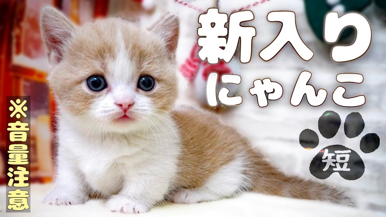 【初対面】ミヌエット子猫をお迎えします ♪きらきら星変奏曲/モーツァルト