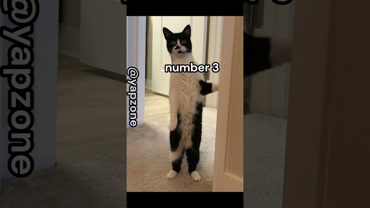 Top 5 things that i say at school #cat #catmemes#memes #fyp