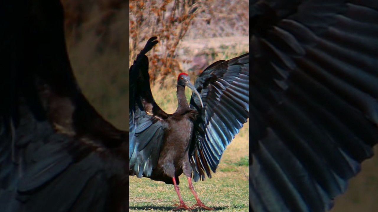 Indian black ibis #bird #indianbirds #youtubeshorts #shorts