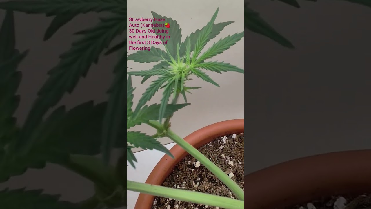 Strawberry Haze Auto 🍓🍀 30 Days Old #healthy #well #legal #cannabisdaily #indoor #lst