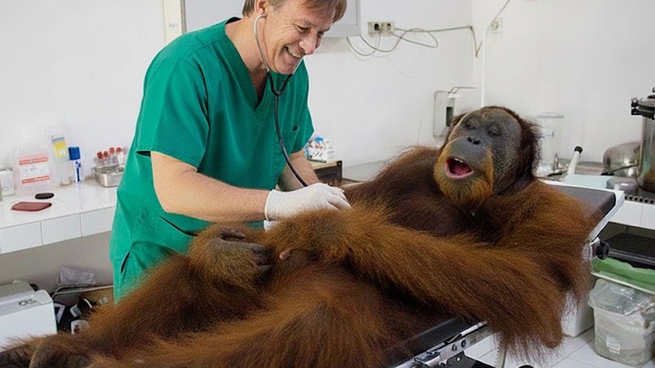 Monkeys & Animals Causing Hilarious Chaos! 🐒🤣💥