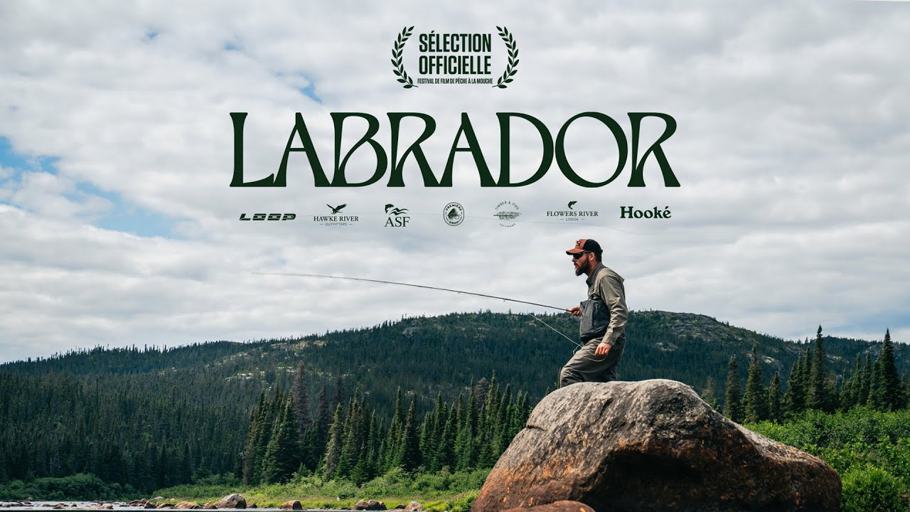LABRADOR - PALM FESTIVAL 2025