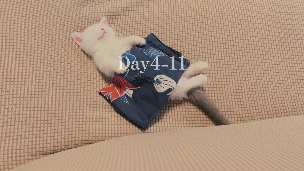 Day4-11