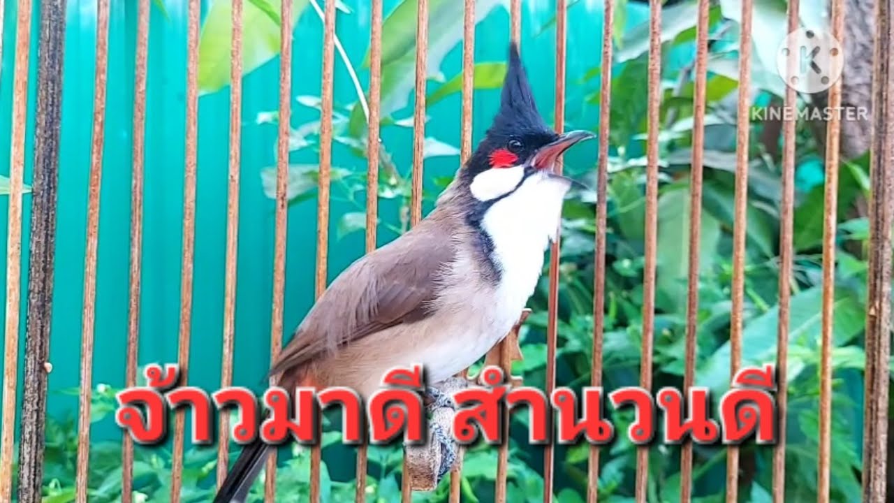 นกกรงหัวจุก จ้าวมาดี สำนวนดี #birds #animals #chaomao #cute #bulbulbird #nature 
