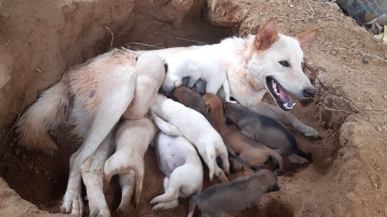 Day 4 feeding poor mother dog and 9 puppies living in deep soil (EP10)- Rescue family puppies