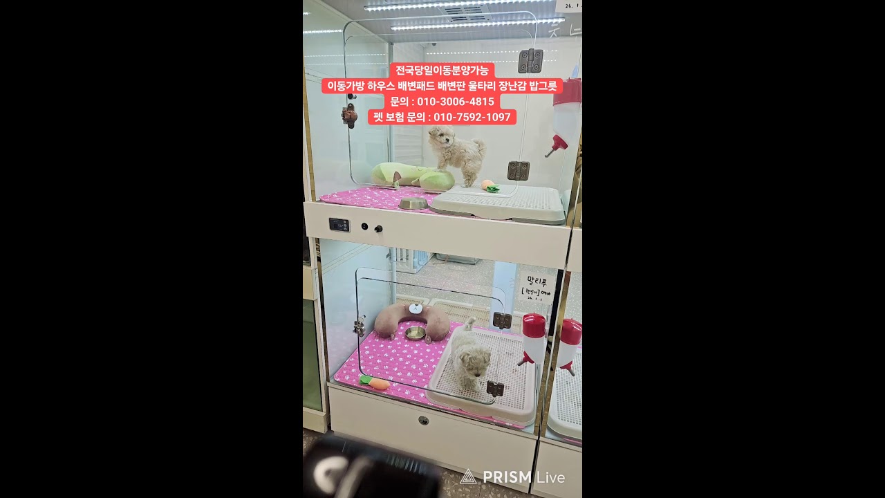 천방지축 개들의일상 라이브 방송
