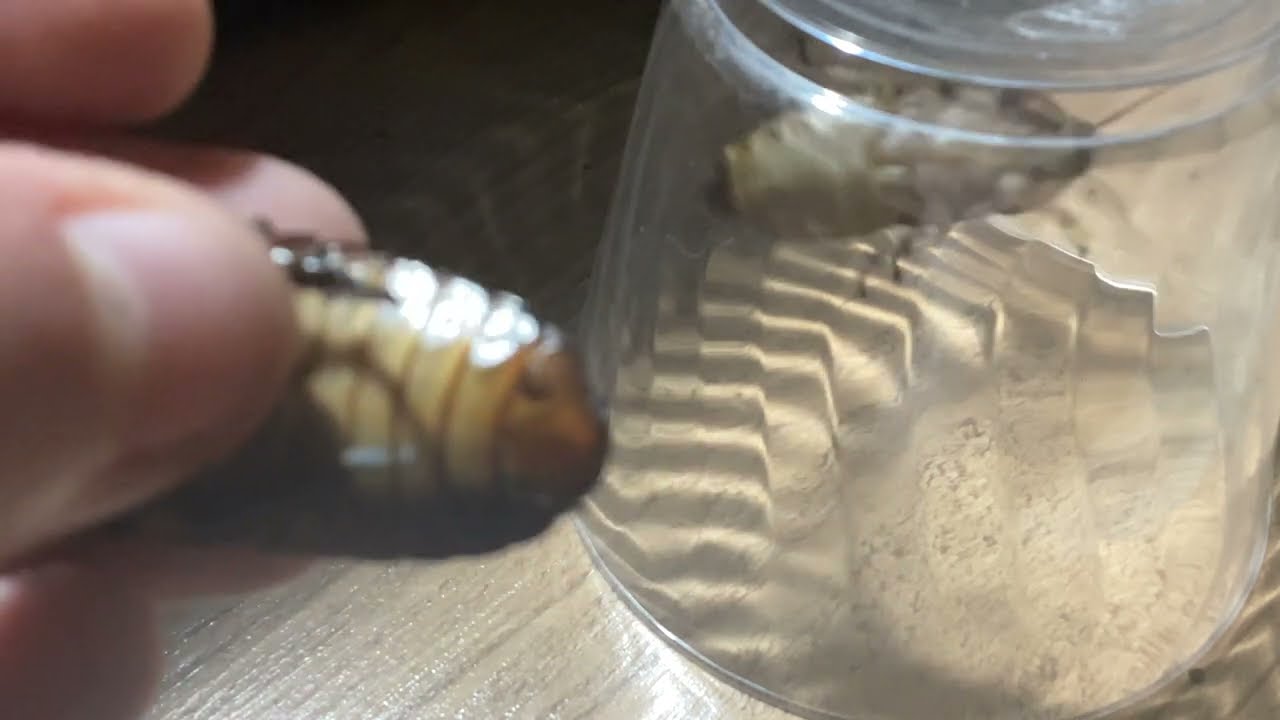 How to identify the gender of a hissing cockroach 🪳 and how to breed them!