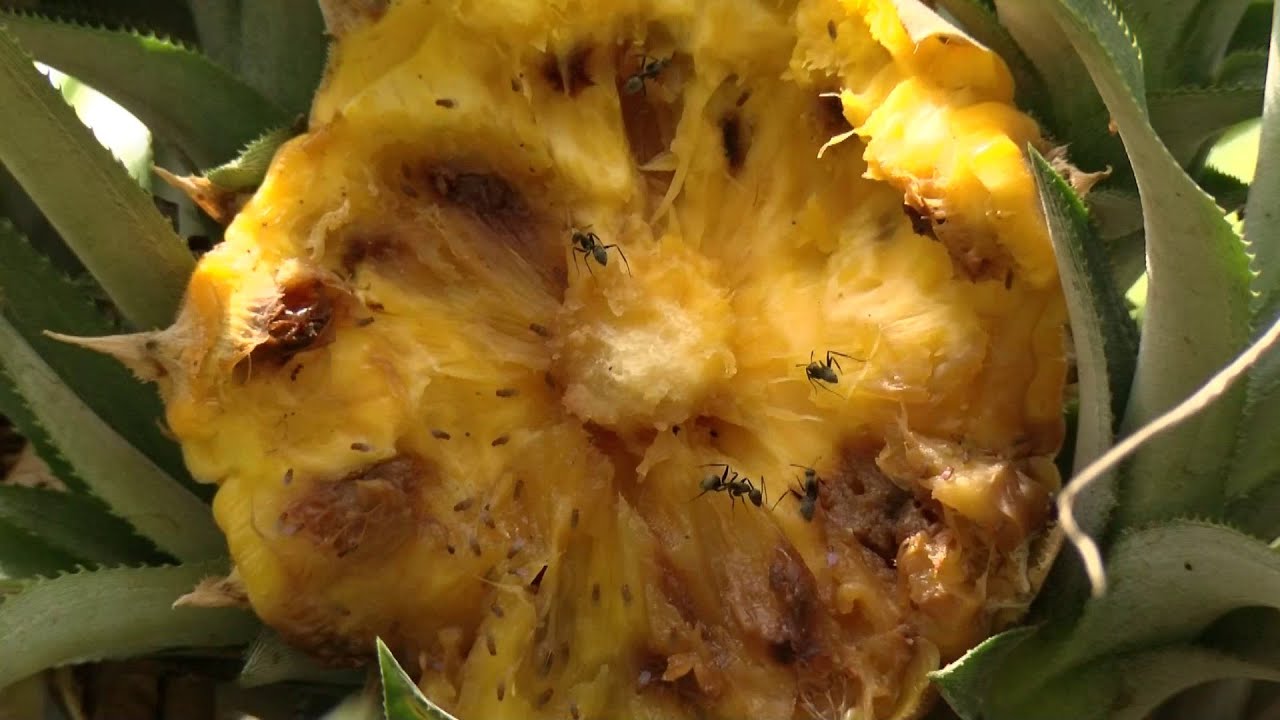 POSTHARVEST LOSSES: PINEAPPLES GO WASTE IN GHANA COMMUNITY