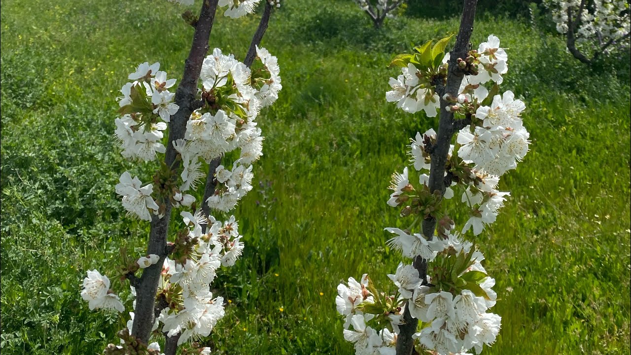 Cerezo en flor en el Valle del Jerte