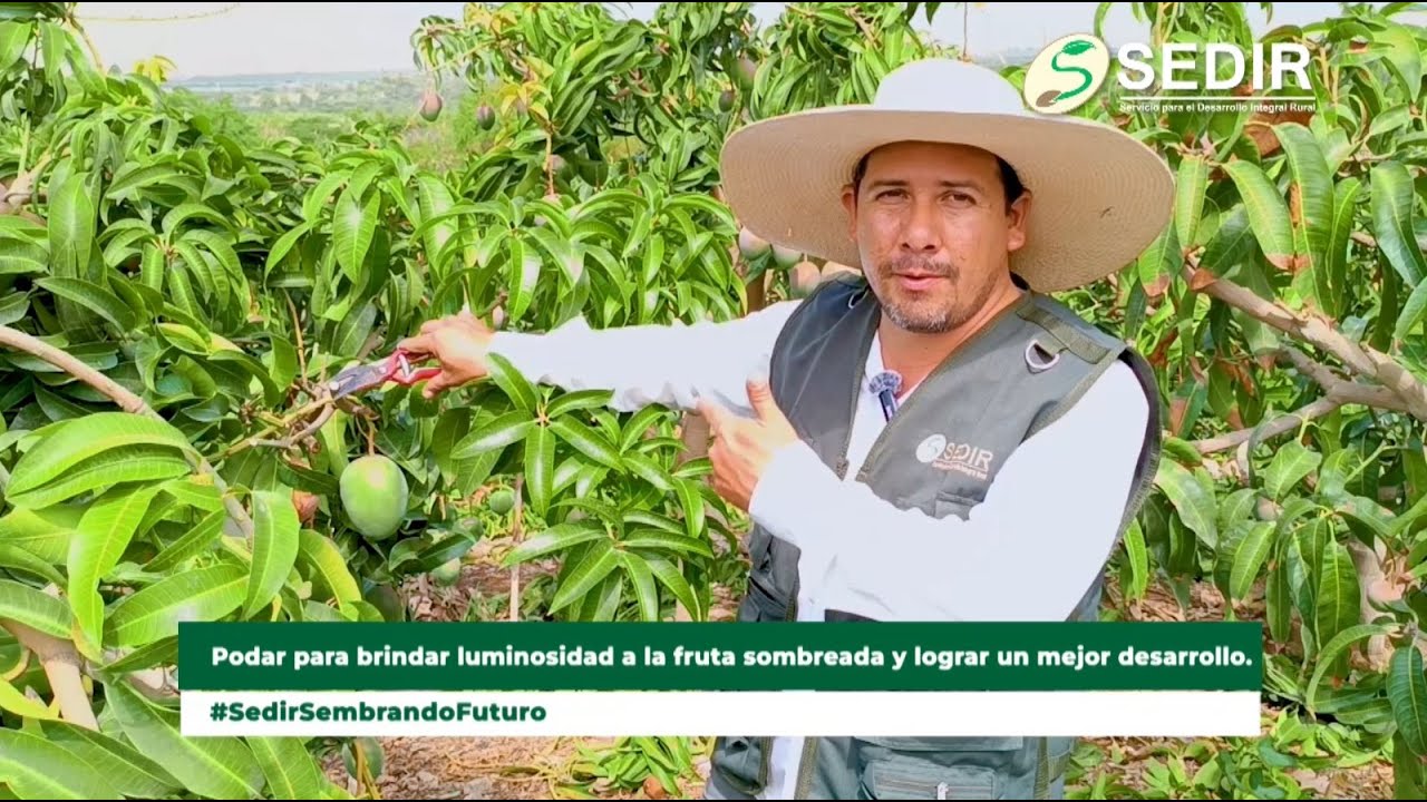 #Sedir l ¿CÓMO PODAR LA PLANTA DE MANGO ANTES DE LA COSECHA Y TENER UNA BUENA CHAPA?