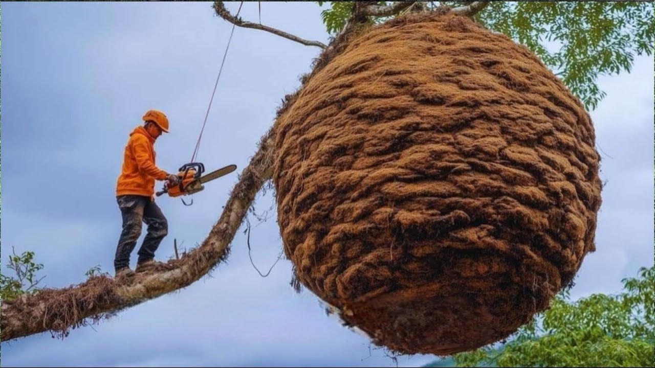 Giant Bees Swarm! Insane Wild Honey Harvest Caught on Film – Extreme Survival Mission