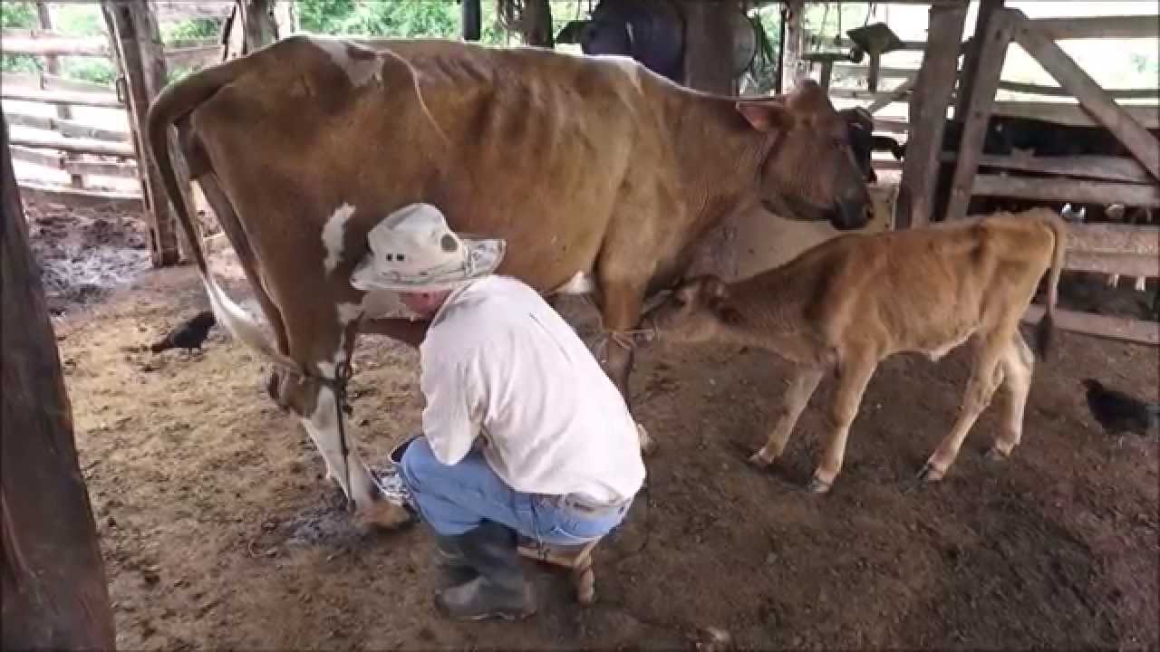COMO TIRAR LEITE DE VACA