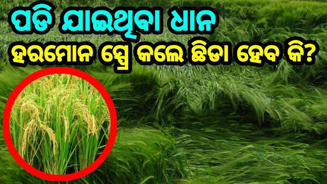ପଡି ଯାଇଥିବା ଧାନ ଛିଡା ହୋଇ ପାରିବକି  Management of Paddy Lodgging