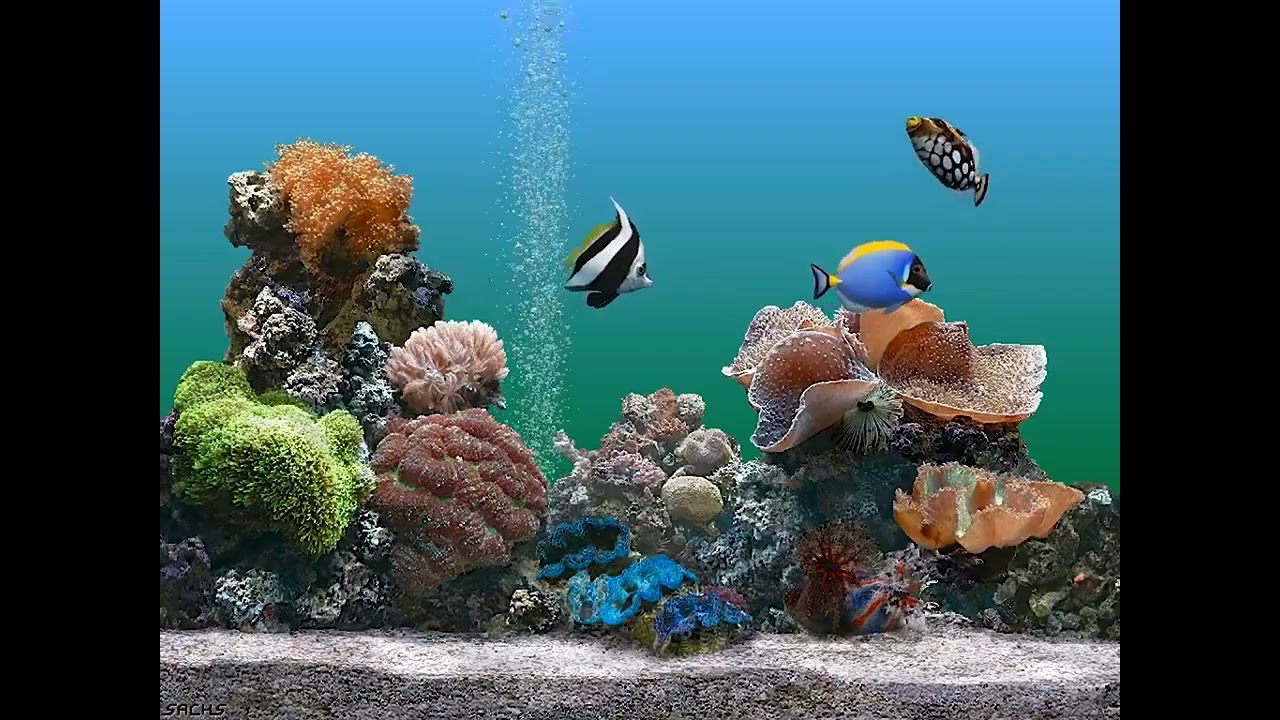 Windows XP Plus!   Aquarium screen saver