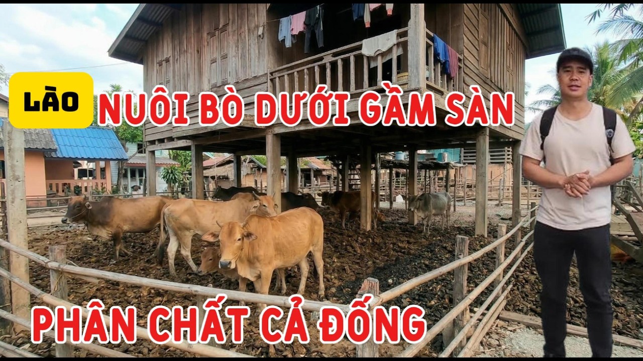 Người Lào Nuôi Trâu Bò Dưới Gầm Sàn, Đống Phân Dưới Nhà Ăn