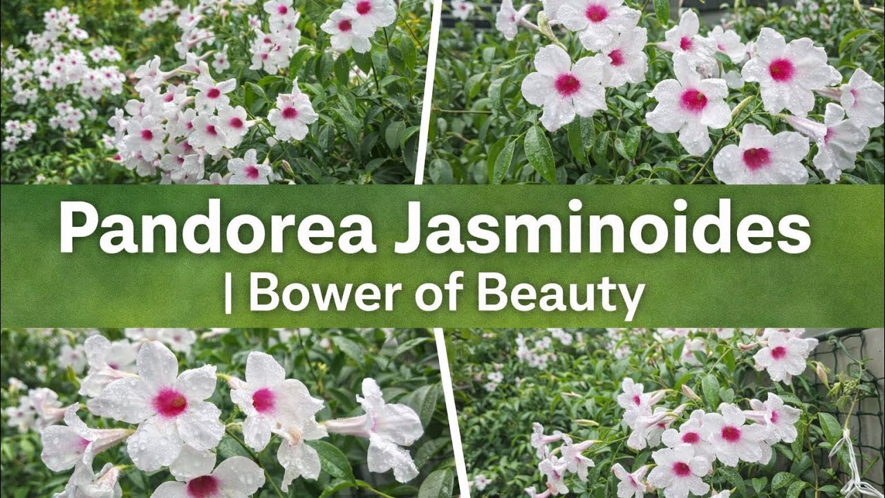 Полное цветение Pandorea Jasminoides | Как получить больше цветов на виноградной лозе «Беседка кр...