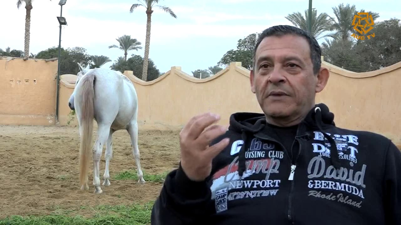 Arabian Horses in Egypt