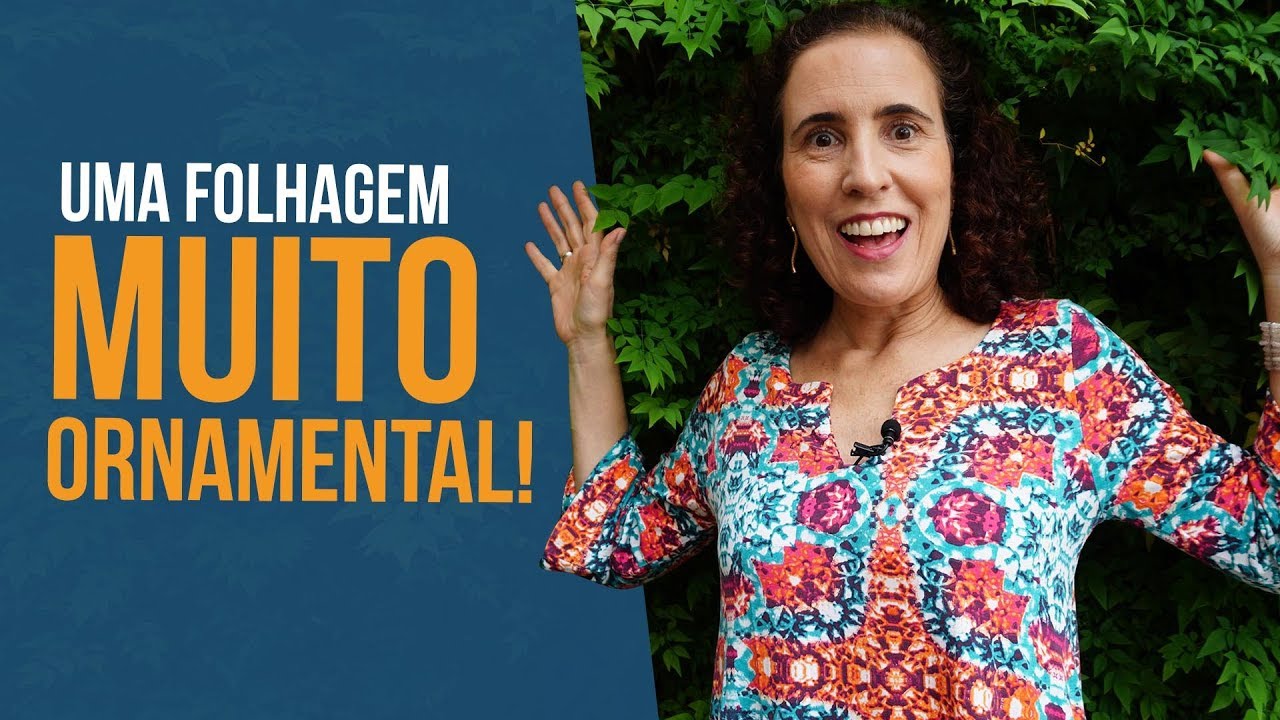 Para dentro de casa ou para o jardim, NANDINA! | Nô Figueiredo