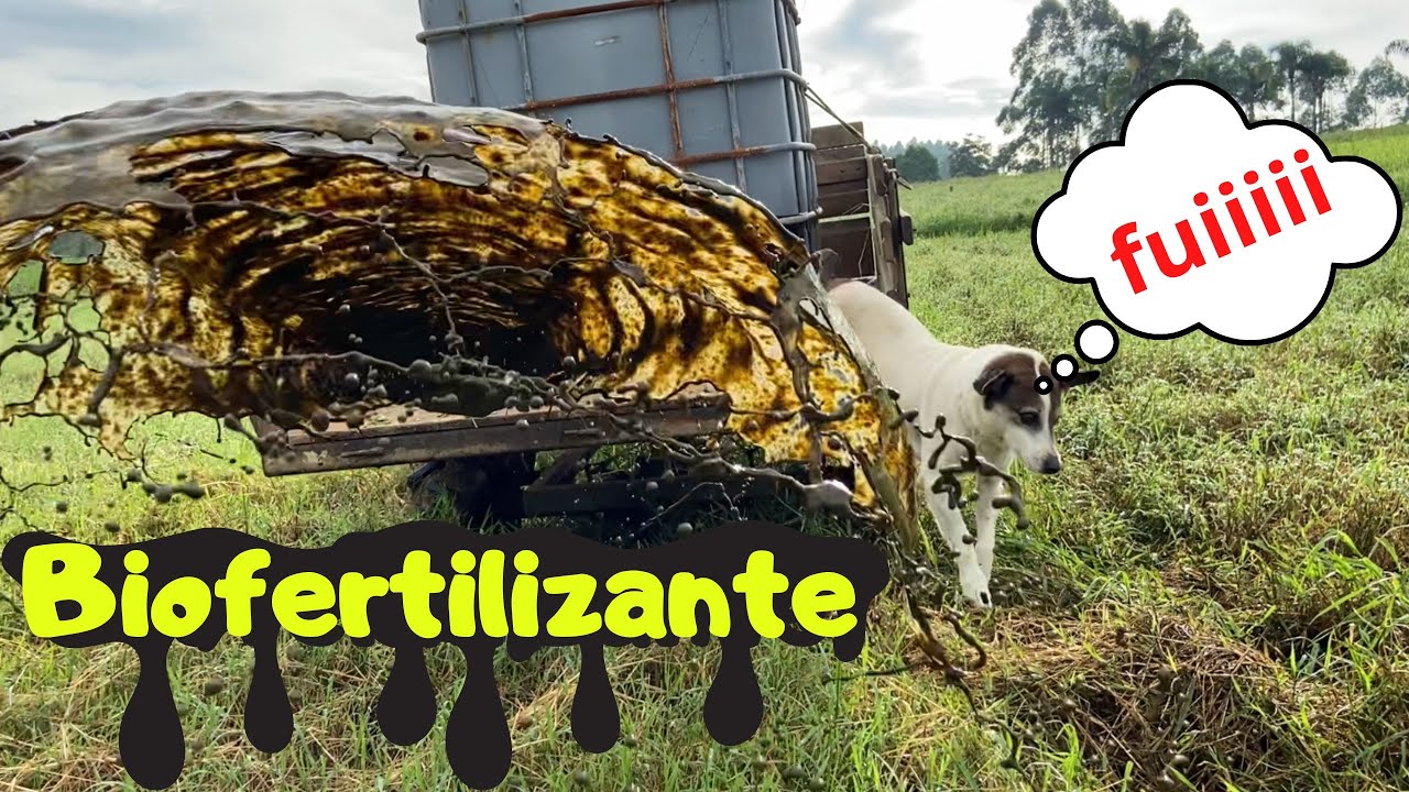 Espalhando biofertilizante do bio digestor de dejetos de vacas leiteiras.