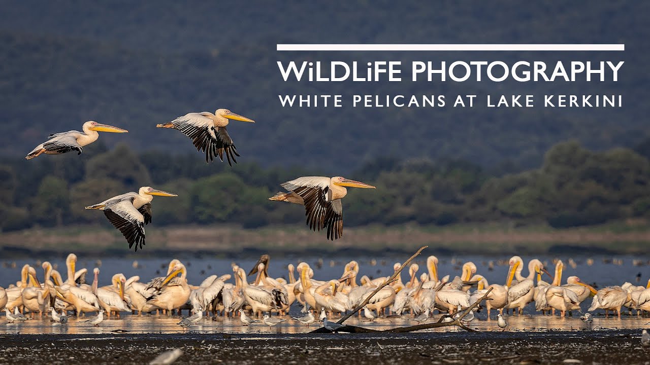Summer Wild bird photography at Lake Kerkini - White Pelicans