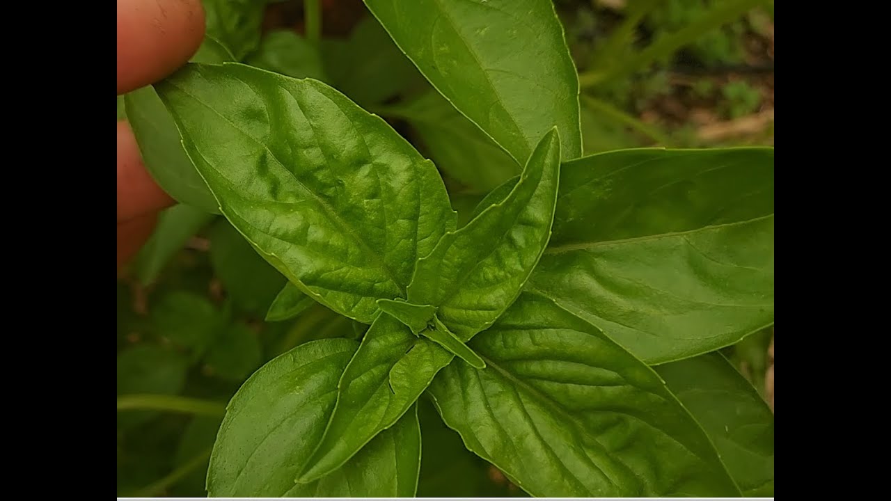 Basil, How to grow and how to eat basil.