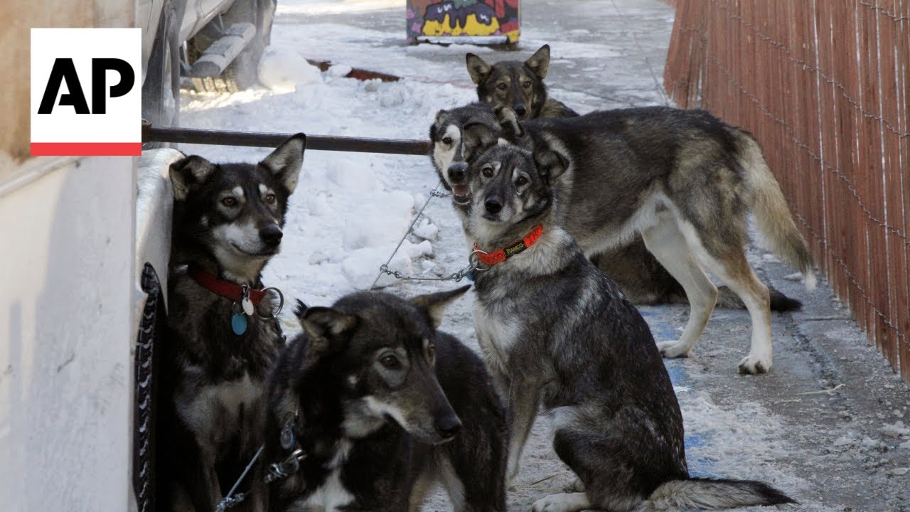 2 dogs die during Iditarod, PETA calls to end the race