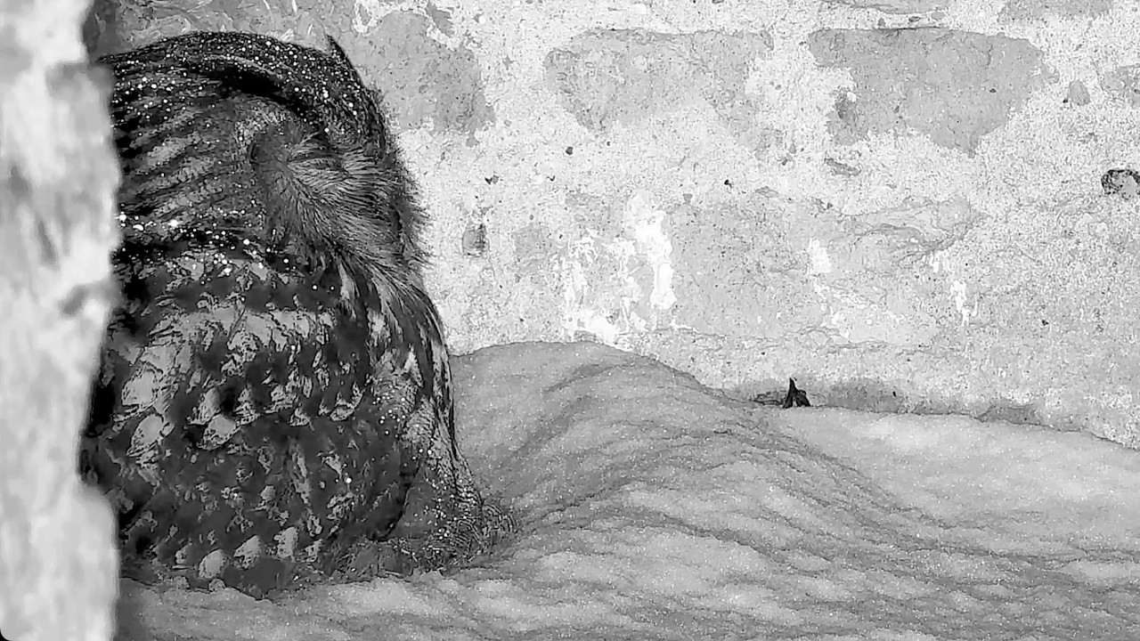15.–16.02.2026: Eingeschneit im Eulennest