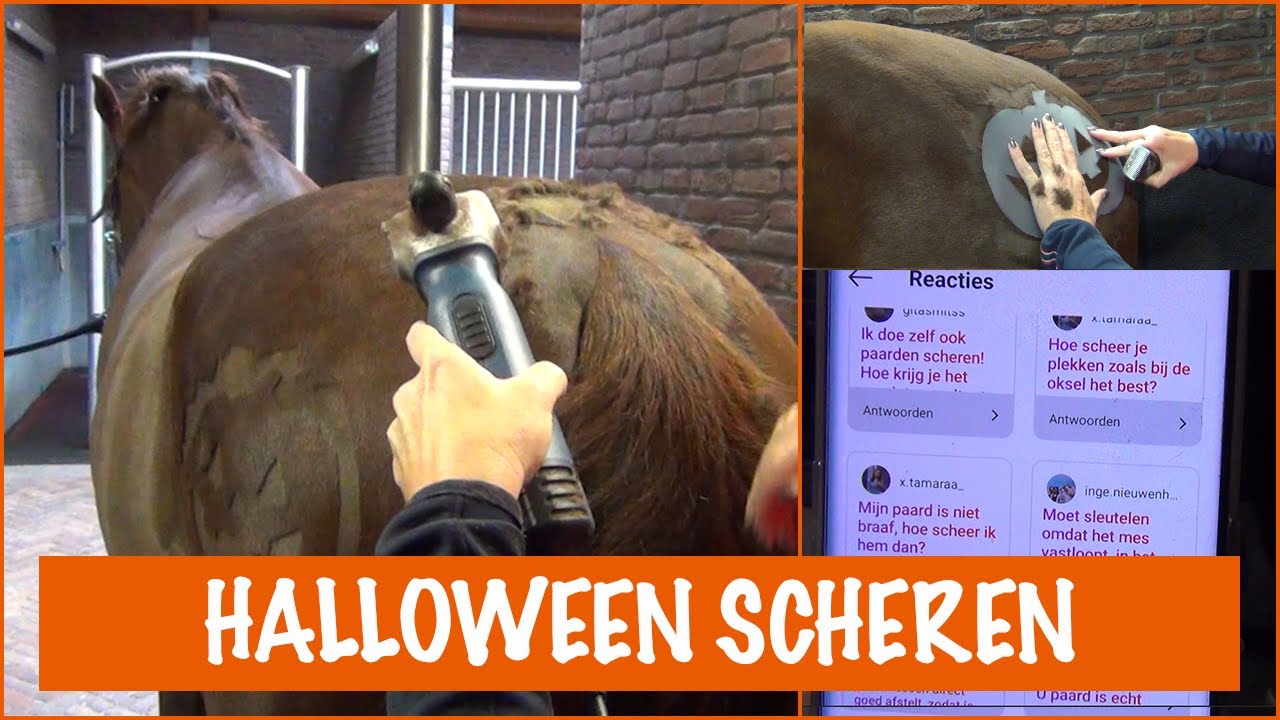 Een nieuw kapsel voor Halloween! | PaardenpraatTV