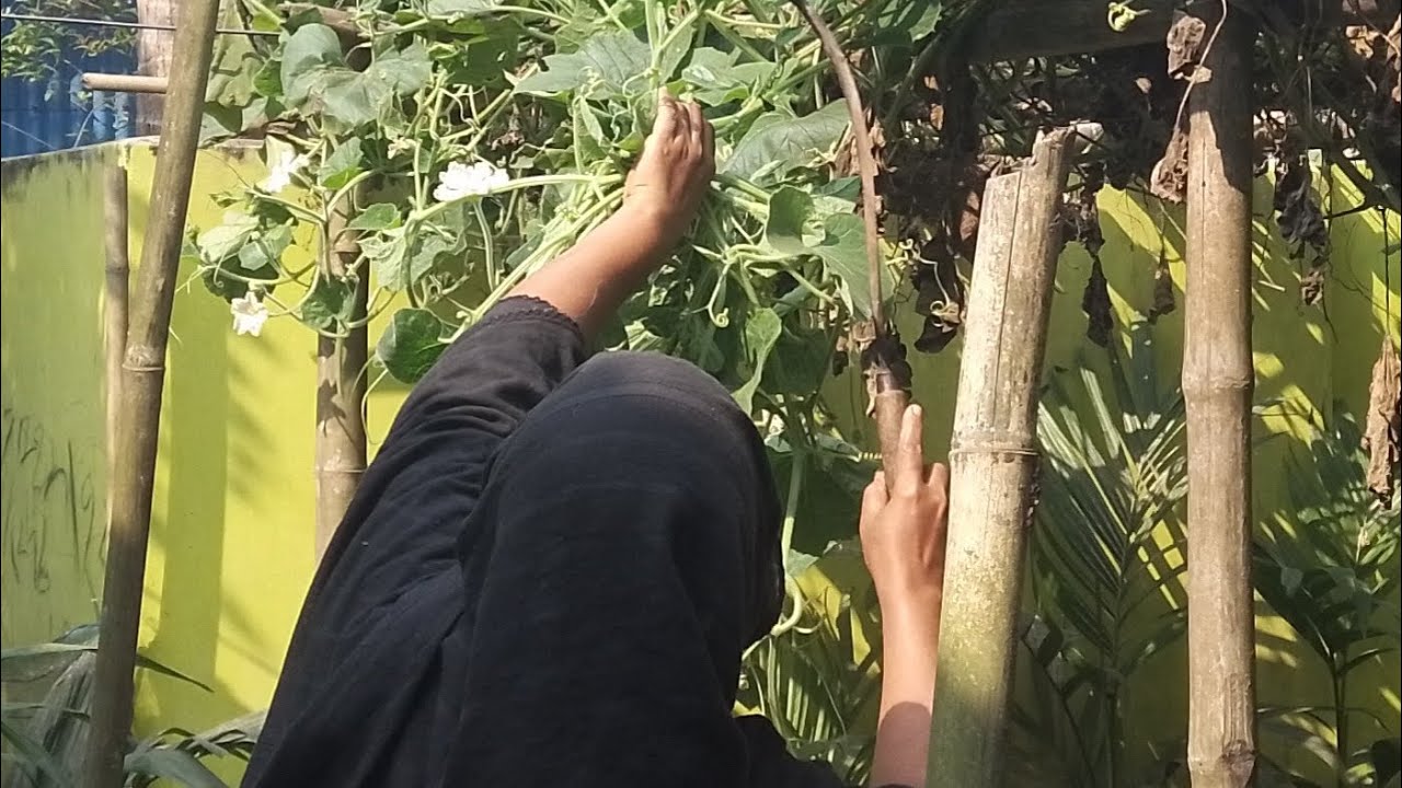 🐓আমার দেশী মুরগি কয়টা ডিম পারলো?দেশি কৈ মাছ,দেশি লাউ শাক রান্না করলাম।@faridakitchenwithvlog#foryou.
