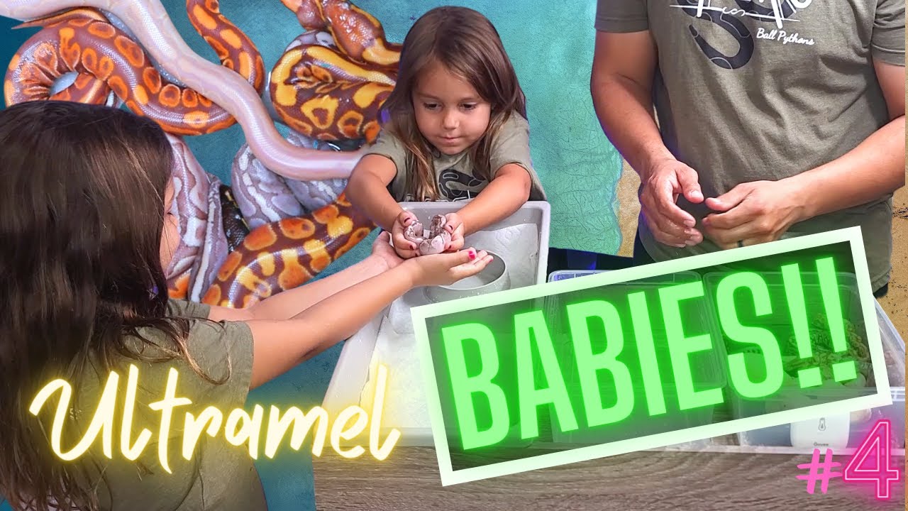 Another Worlds First!? // Expanding The Bamboo Ultramel Project