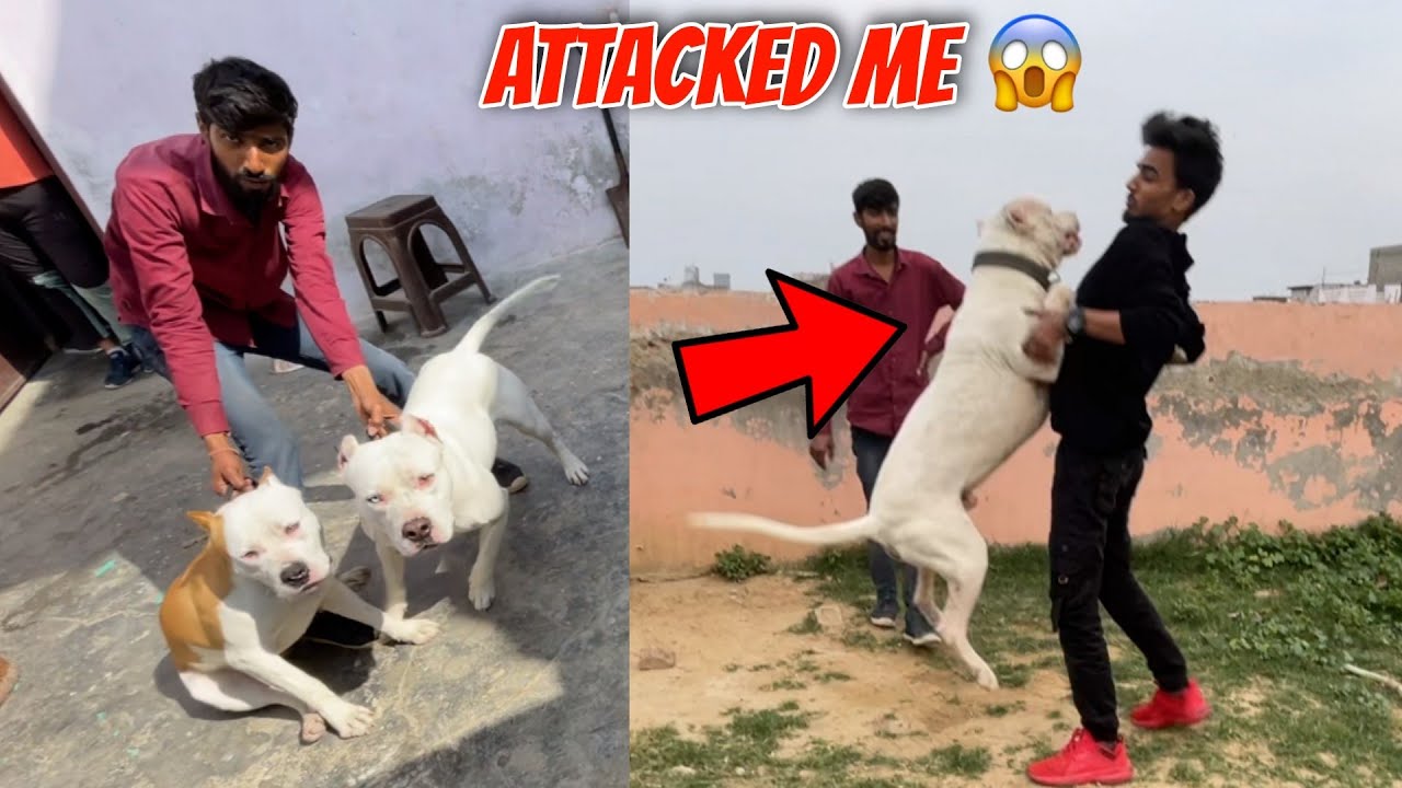 I Meet Hunter Dogo Argentino 😱| Aaj To Bach Gaya