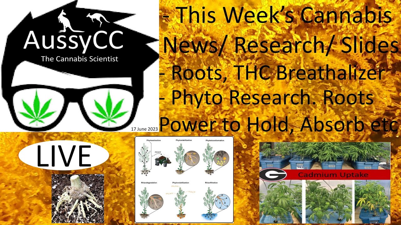 @AussyCC Live; Roots, HY5, Signaling Pathways, Phyto Research (how roots hold, absorb, accumulate)