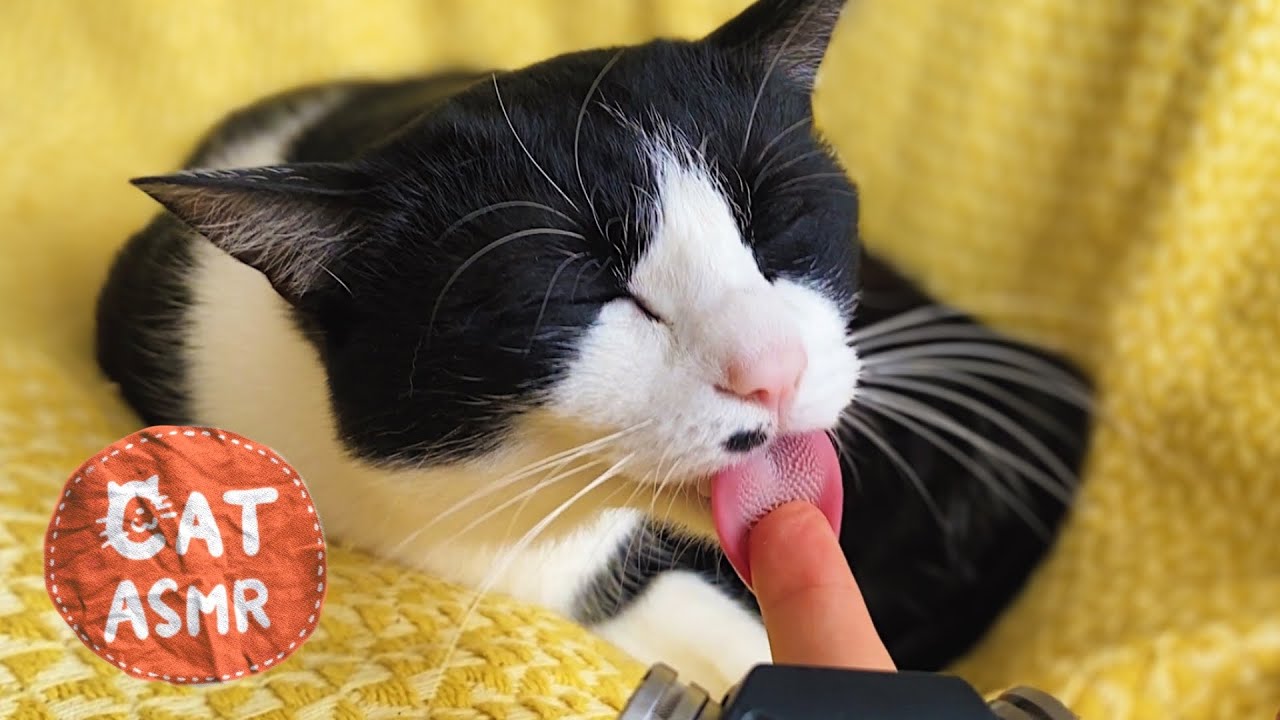 👅ASMR｜猫が飼い主をグルーミングする姿が可愛すぎる！【ザリザリ音】#146