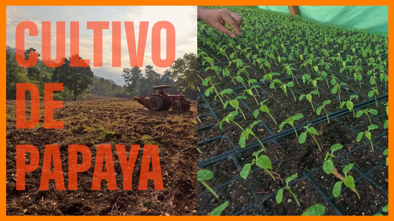 Así es el proceso de tractorado para el cultivo de PAPAYA