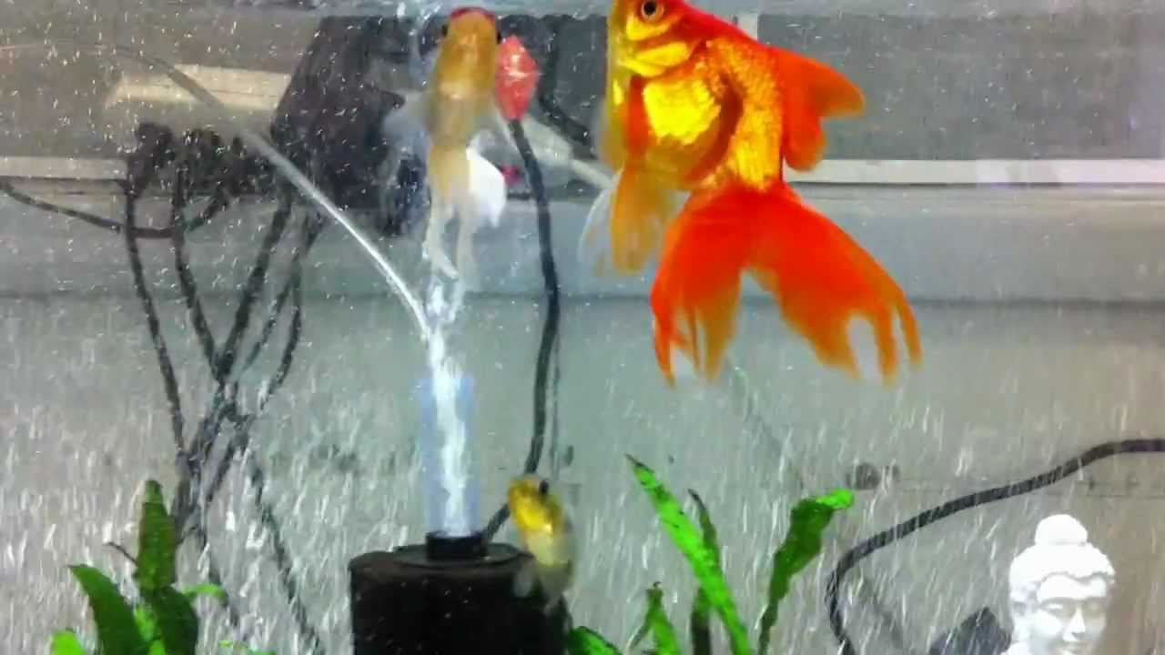 50 Gallon Fancy Goldfish Tank