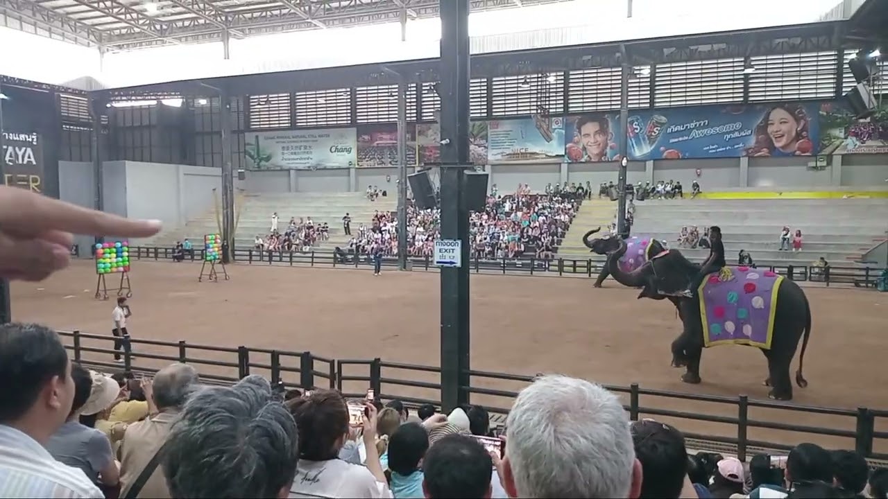 Elephant show 🐘