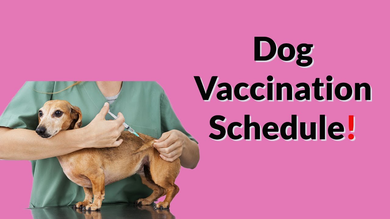 Your Complete Guide to Puppy & Adult Dog Vaccinations.