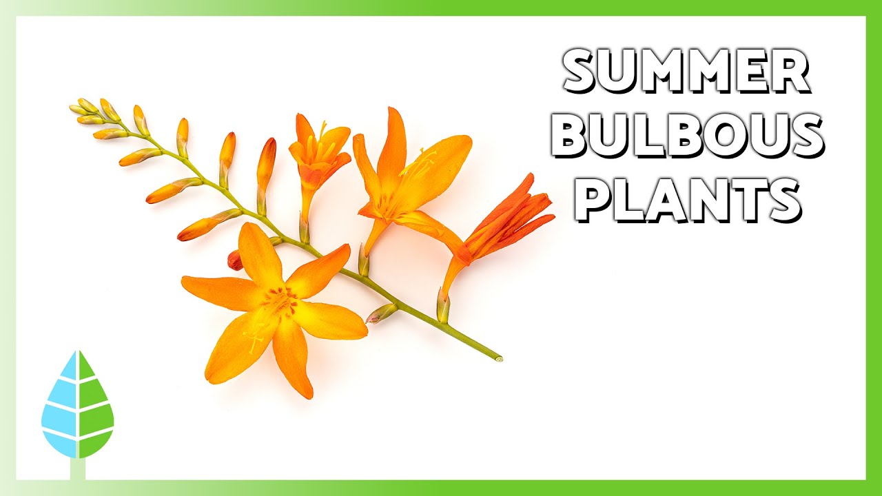 10 Summer Flowering Bulbs 🌸 | Names, Care Tips & Blooming Guide