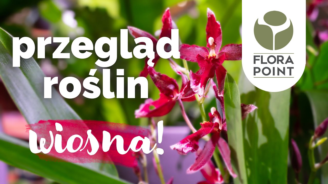 Wiosna zawitała do Flora Point 🌞 wielki przegląd roślin!