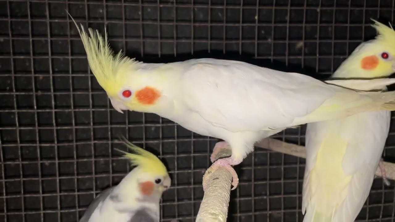 Grow cute cockatiel babies 13 April 2025