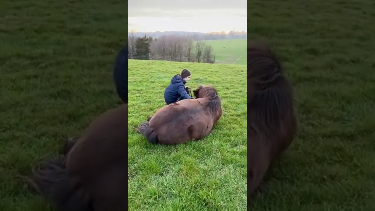 Geht ihr dieses Jahr auf eine Pferdemesse? Wenn ja, welche? 🥰