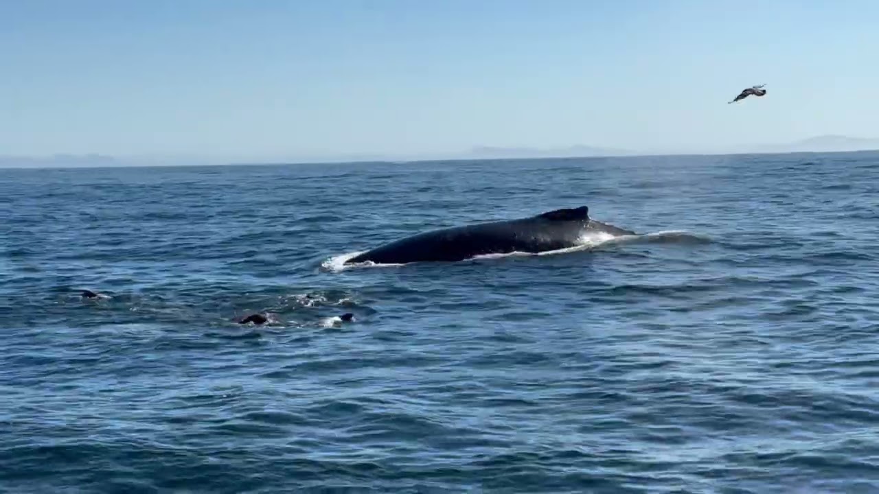 Greater Farallon Adventure with Shark Stewards, 2024